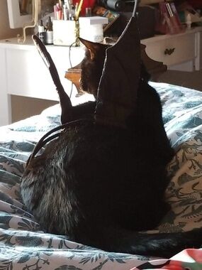 Black Cat Costume Bat Wings